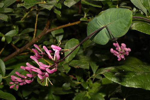 Lonicera hispidula